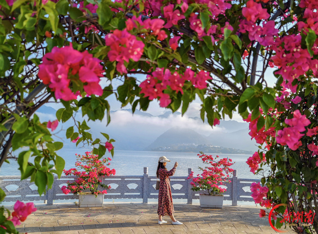 花映古渡 梅红小镇