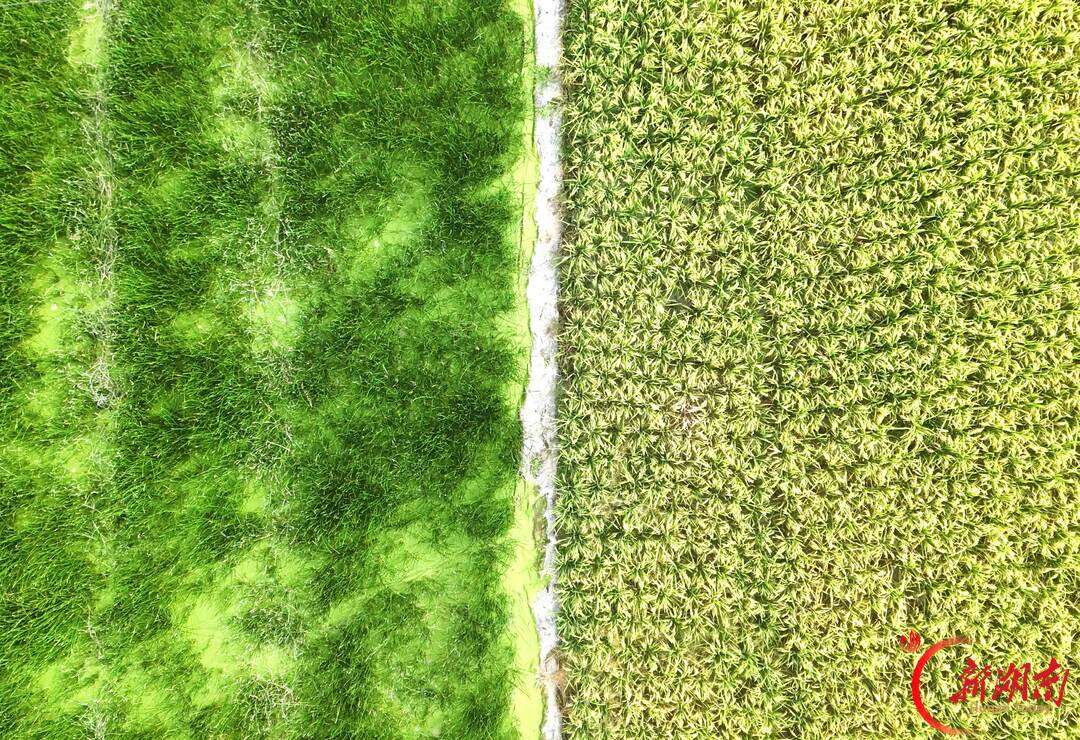 稻浪翻金 荸荠铺绿