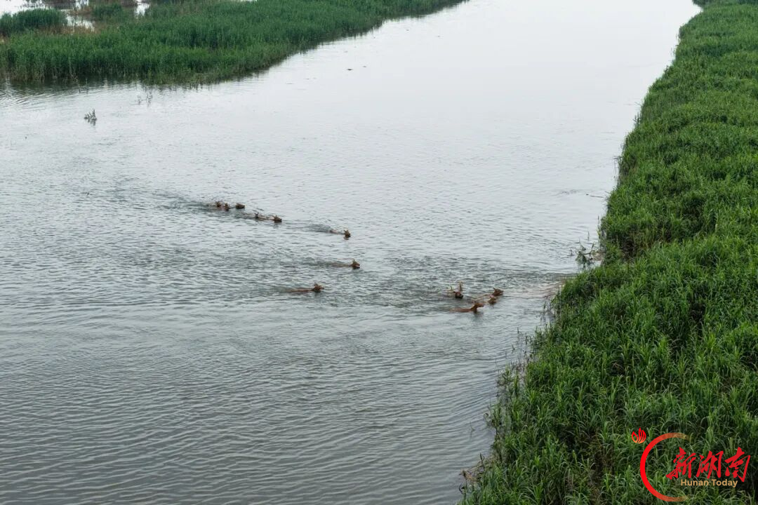 沅江市︱呦呦鹿鸣栖湖洲，洞庭湿地入画来