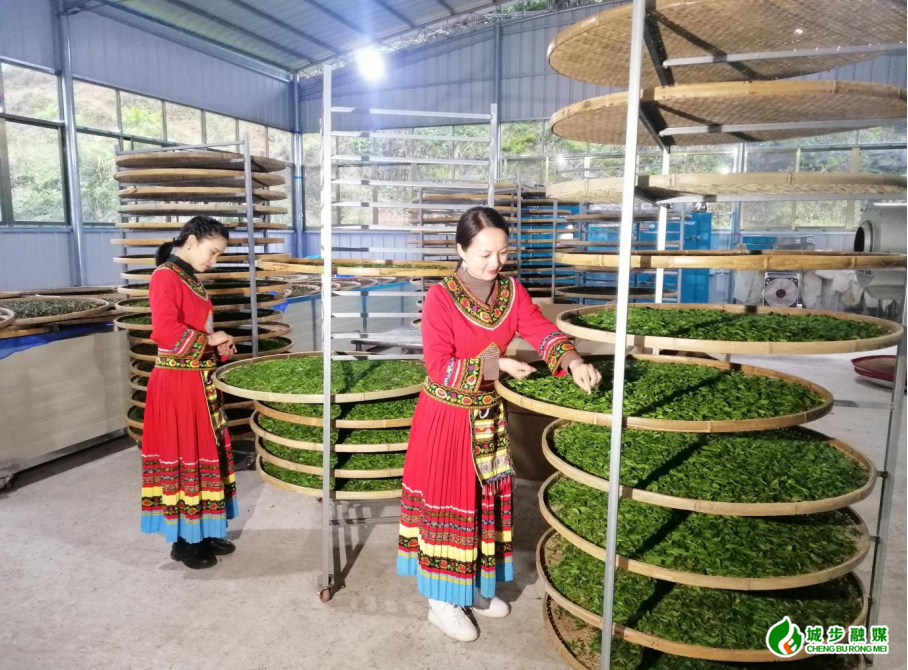 七十载苗乡蝶变！城步深耕“六香”产业绘就共富画卷