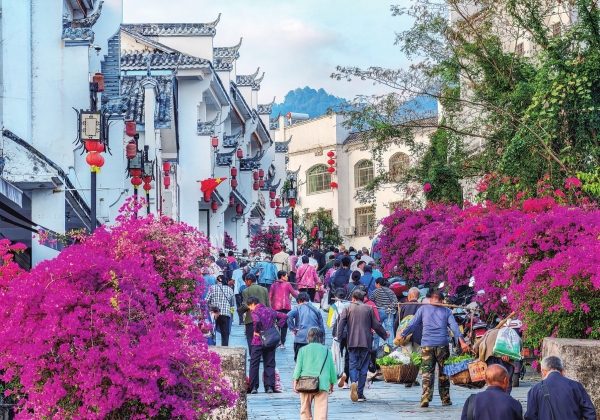湖南日报·视觉丨资兴市黄草镇：三角梅立体景观扮靓“潇湘风情水镇”