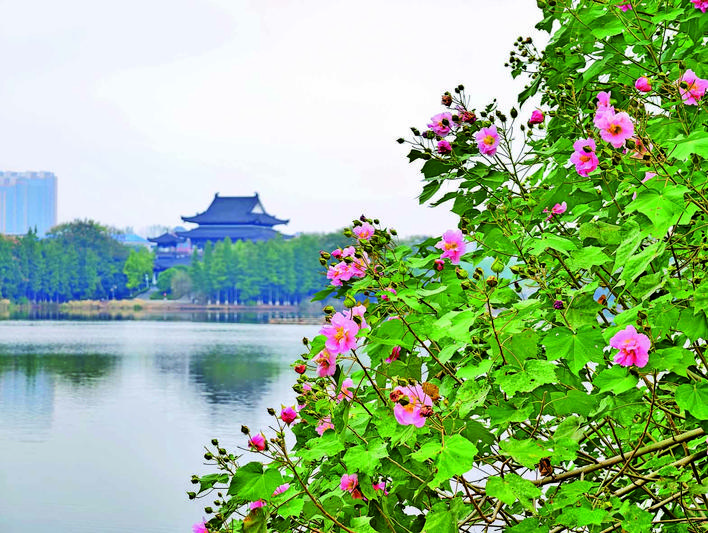 湘潭木芙蓉进入盛花期