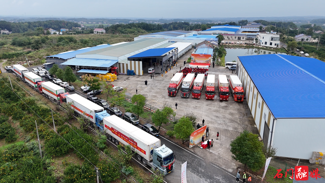 11车275吨集中启运!石门柑橘连续59年远销海外