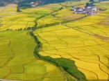 视频丨永兴：秋风拂稻浪 丰年入画来