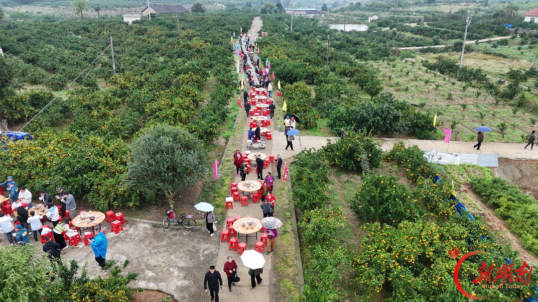 石门橘子又红了 | 橘园赛场竞欢乐 趣味盛会庆丰收