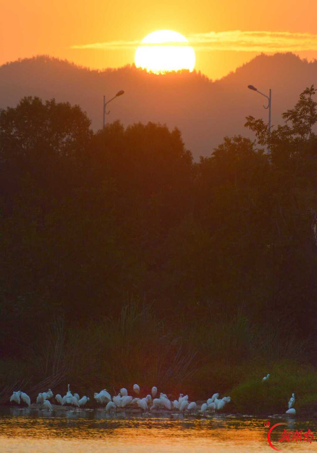 安仁县：白鹭伴夕阳 醉美永乐江