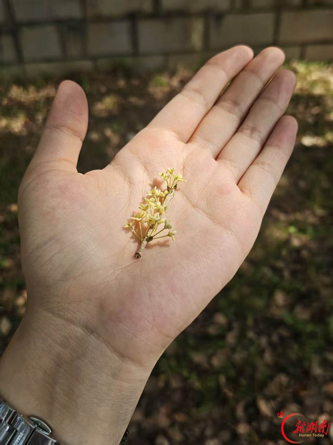 秋色征集令丨湘南学院学子手作桂花香囊