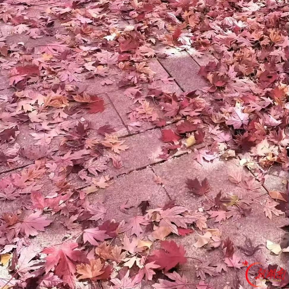 秋色征集令丨一树红叶,写出故土平淡的秋诗