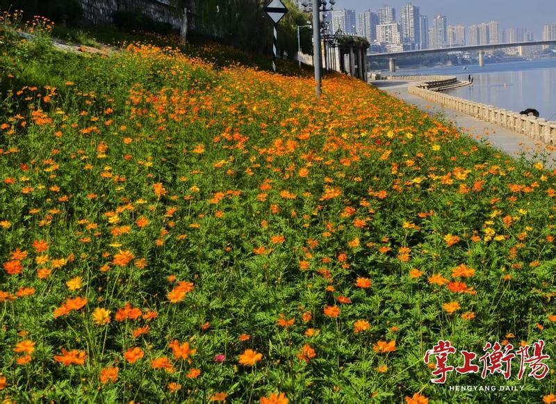 衡阳秋播2.5万平方米野花，明年5月将迎来盛花期