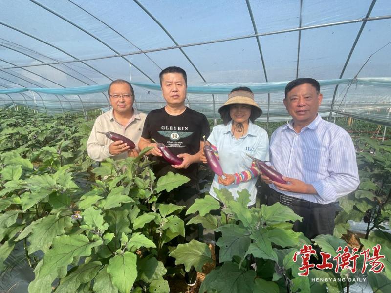 20亩茄子日采3000斤,来年还能再收一茬