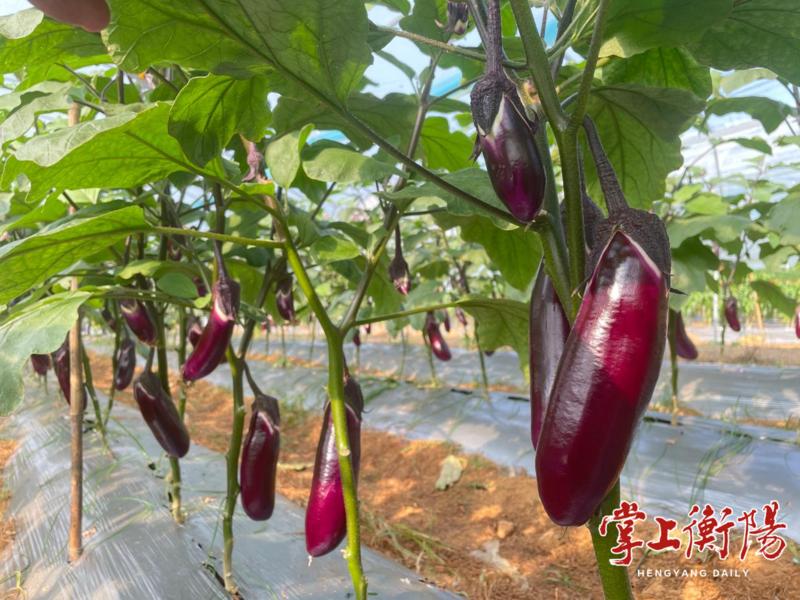 20亩茄子日采3000斤,来年还能再收一茬