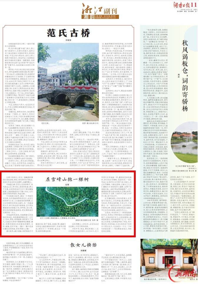 在雪峰山抱一棵树丨湘江副刊·湘韵