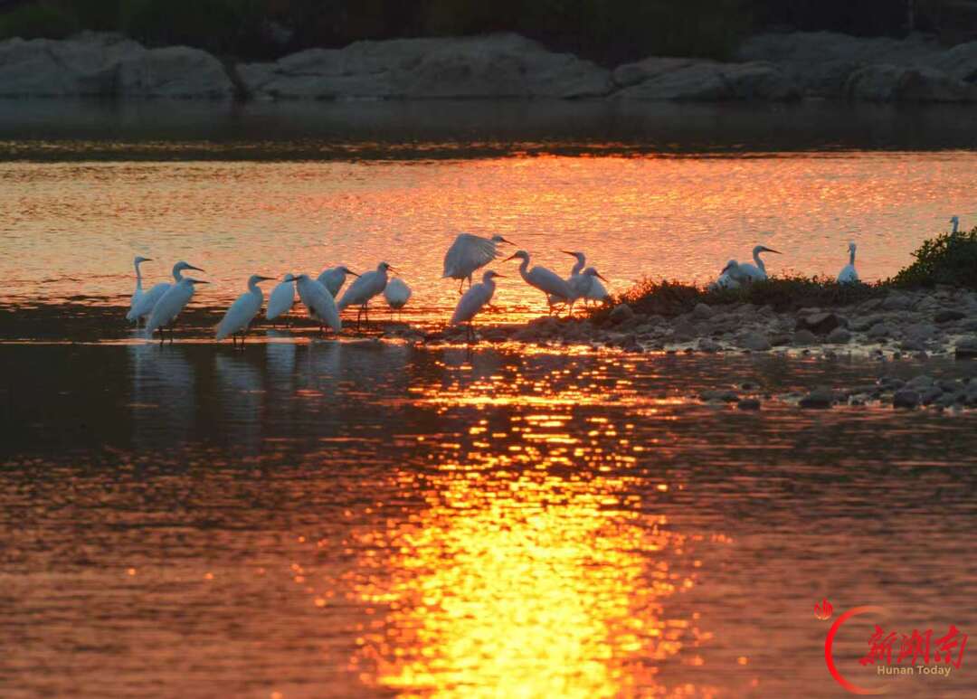 安仁县:白鹭伴夕阳 醉美永乐江