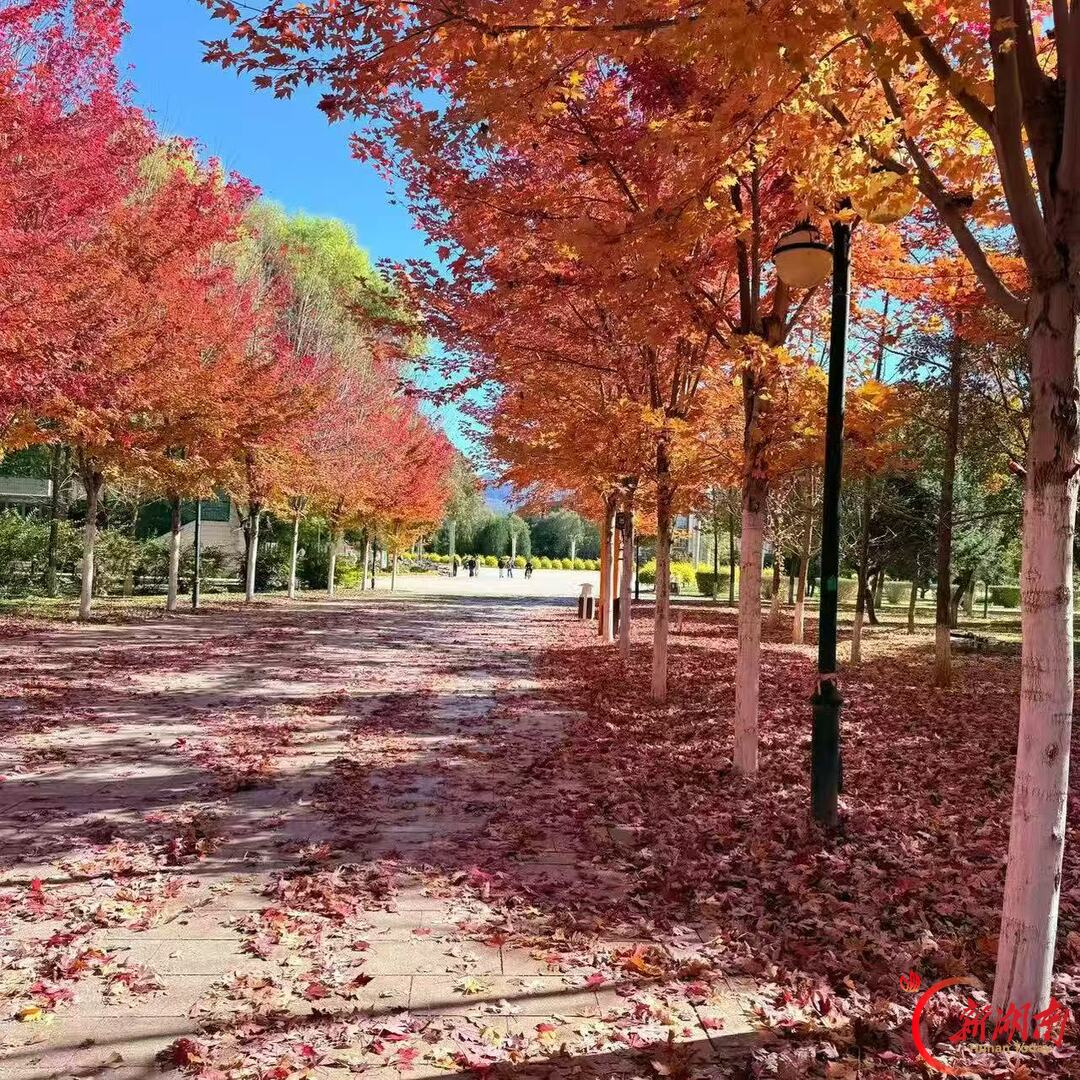 秋色征集令丨一树红叶,写出故土平淡的秋诗