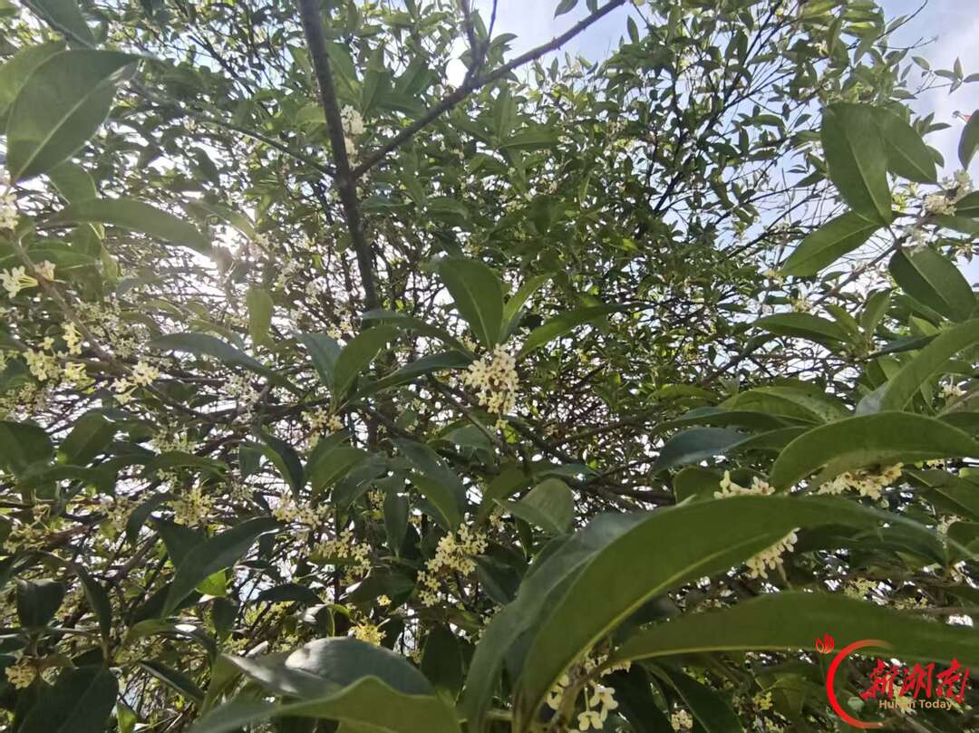 秋色征集令丨湘南学院学子手作桂花香囊