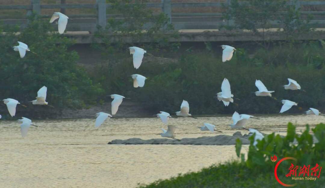 安仁县:白鹭伴夕阳 醉美永乐江