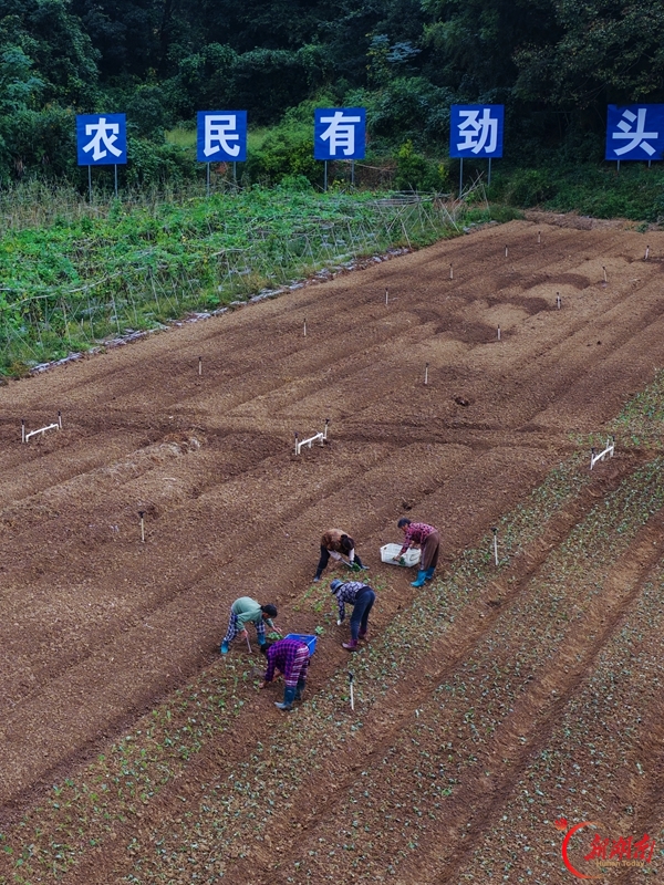 秋耕秋种忙