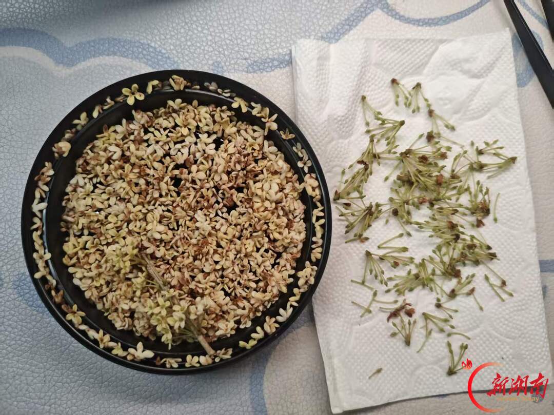 秋色征集令丨湘南学院学子手作桂花香囊