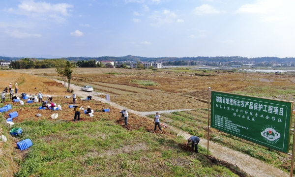 守千年药香 启时代新章——全国中药小镇廉桥在变与不变中绽放新生 | 湖南日报观察版头条