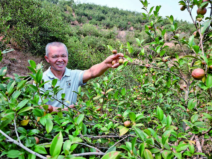 湘乡市龙洞镇致力打造油茶特色产业强镇