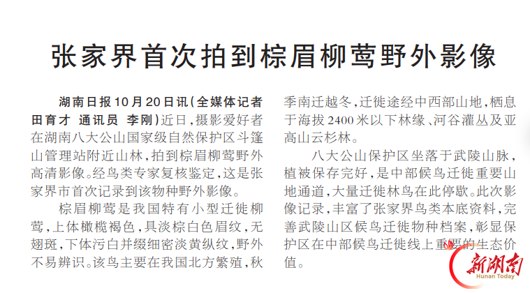 张家界首次拍到棕眉柳莺野外影像@湖南日报