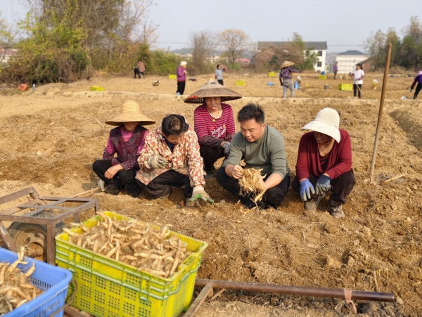 守千年药香 启时代新章——全国中药小镇廉桥在变与不变中绽放新生 | 湖南日报观察版头条