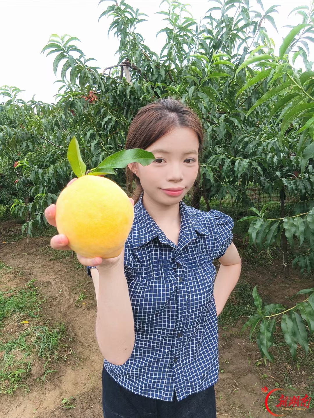 青春合伙人丨叶子繁:用专业回馈家乡 助力炎陵黄桃销售