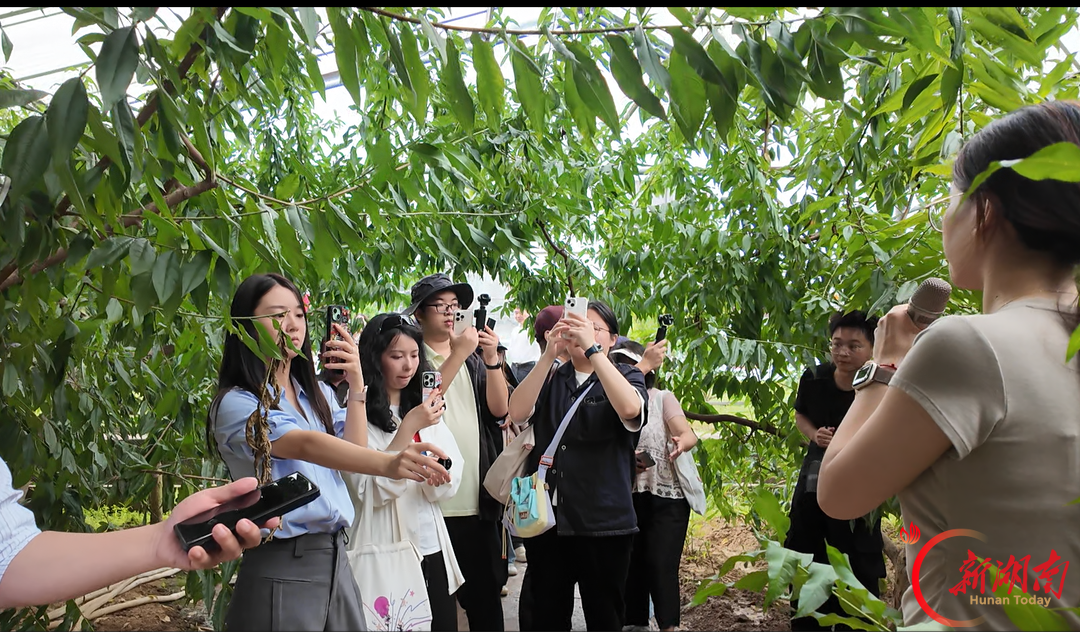 上层发电中层种果下层种菜！台湾记者在湖南武岗村看见光伏农业新解法