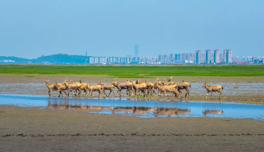 湖南真美丨洞庭湖湿地生态持续向好：万鸟翔集 麋鹿成群