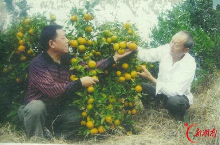 宝塔山柑橘为何这么甜①｜一个承诺，跨越半个世纪