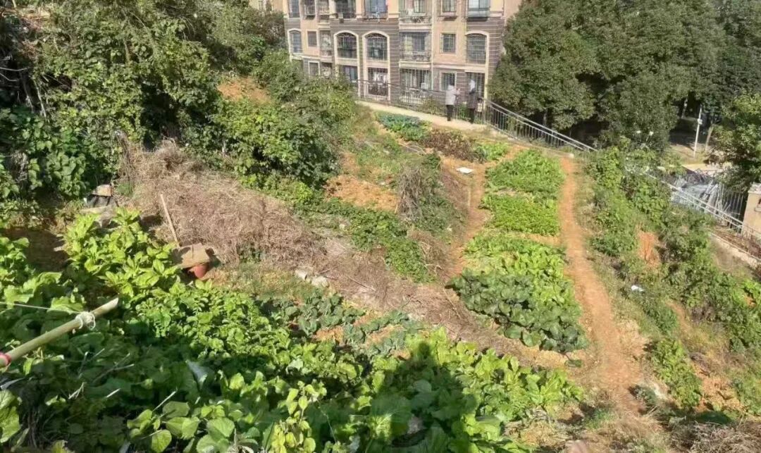 唤醒闲置 “边角地” 停出民生幸福感