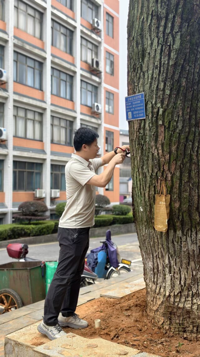 24万棵古树，如何更好保护