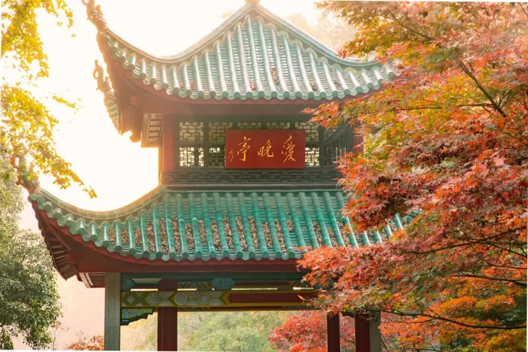 湘江新区的秋日雅集,藏着一座城市的人文底色