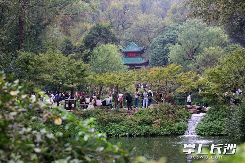 爱晚亭秋色吸引游人纷至沓来|组图