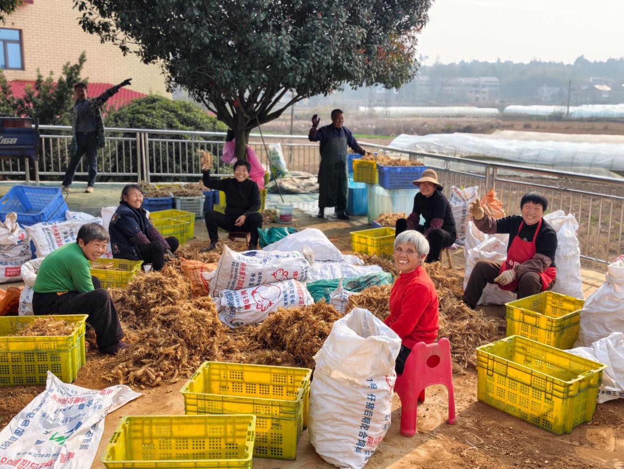 南国药都邵东廉桥：药香润泽，百姓何以增收