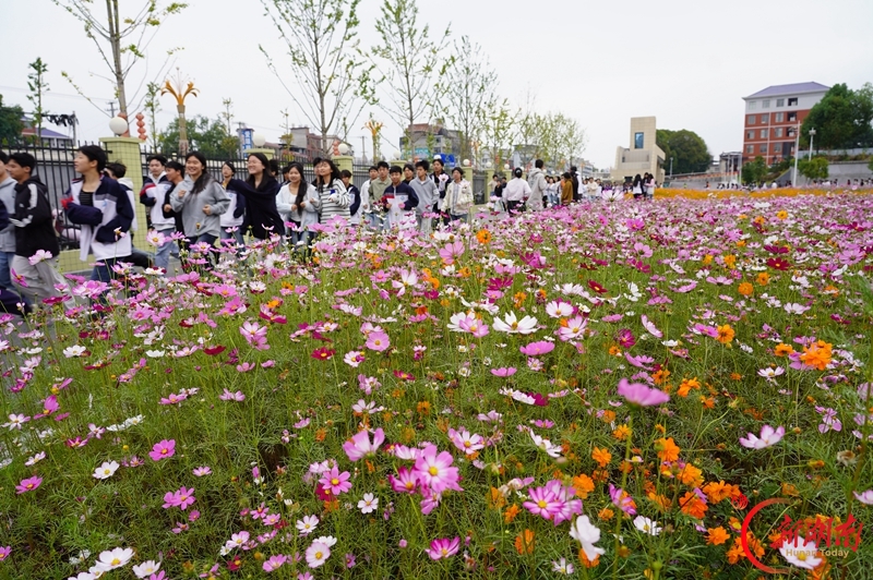 格桑花开校园美