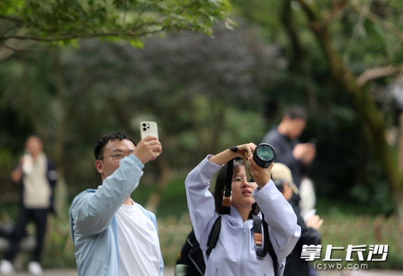 爱晚亭秋色吸引游人纷至沓来|组图