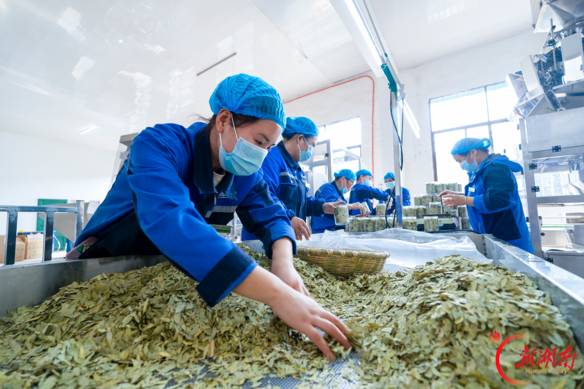 湘伴|邵东一个小镇,为何能连办4年省级博览会?