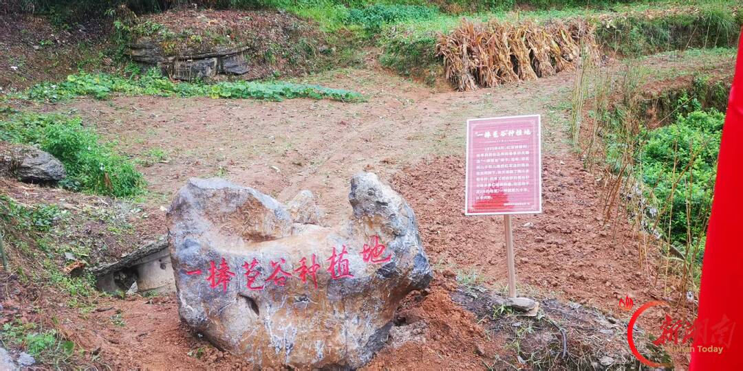 一捧苞谷 一炉炭火