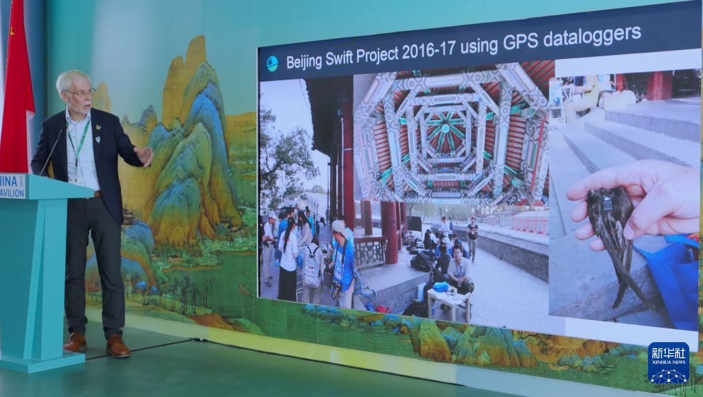 在COP17中国角读懂候鸟保护的跨国属性