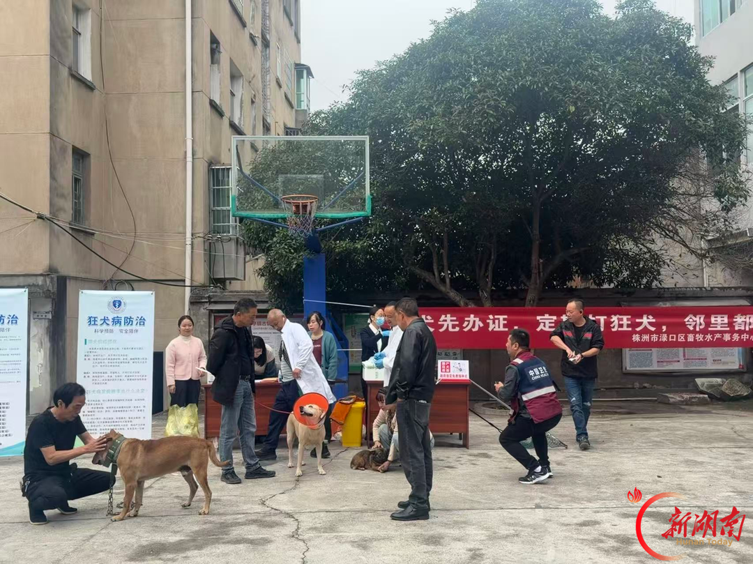 党群连心,守护萌宠——渌口区古镇社区开展免费犬只狂犬疫苗接种活动