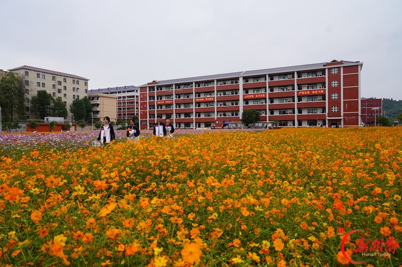 格桑花开校园美
