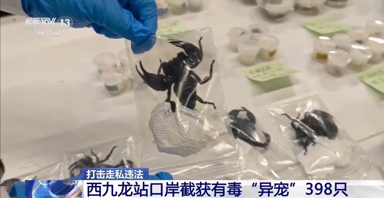 打击走私违法 西九龙站口岸截获有毒“异宠”398只