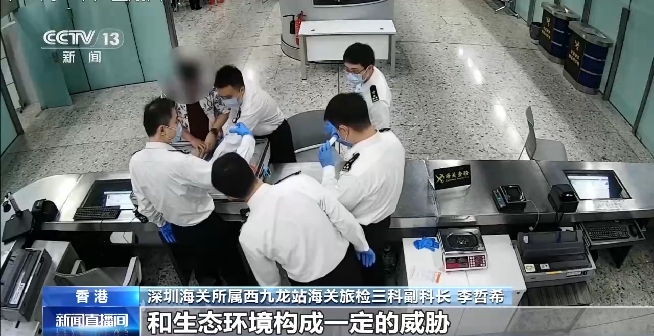 打击走私违法 西九龙站口岸截获有毒“异宠”398只