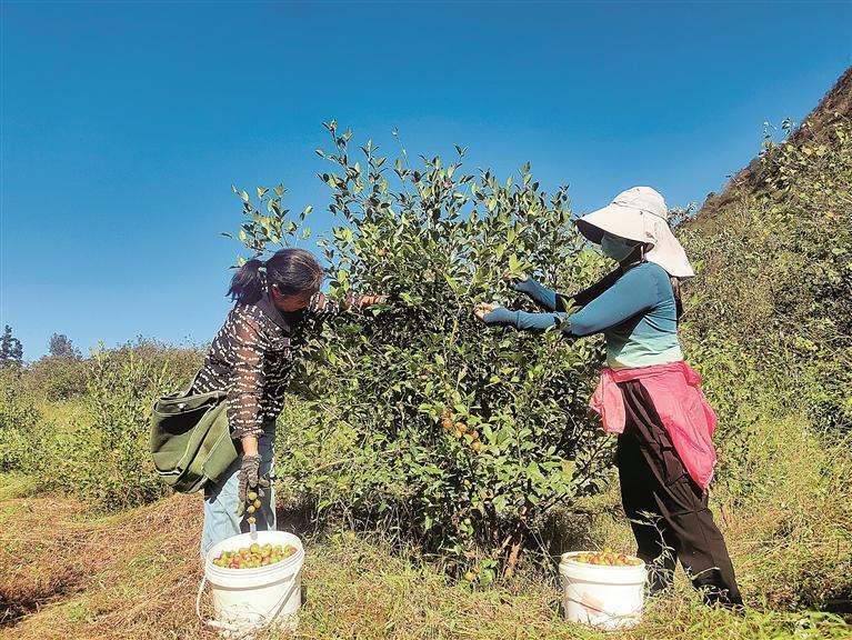 视觉丨郴州:农户抢抓农时采收油茶