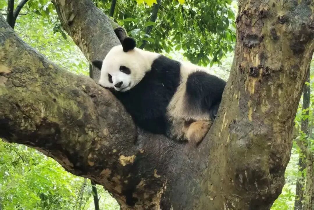 有KTV包厢的火车明日出发!12306就能订票!