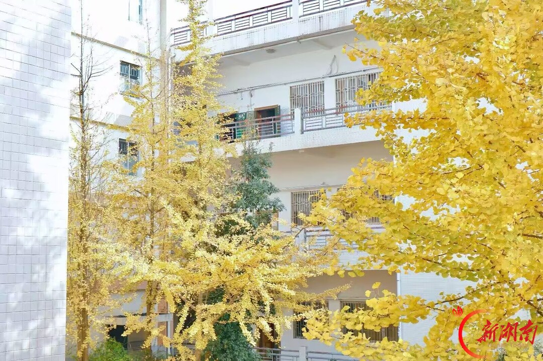 秋色征集令｜银杏染校园，邂逅湘南学院的秋日金黄