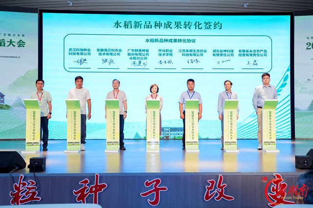 怀化职院杂交水稻新品种成果转化履约落地