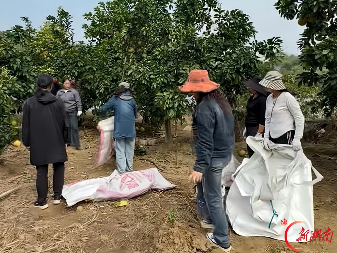 “柚” 见生机!湘乡泉塘多方接力助销红心柚