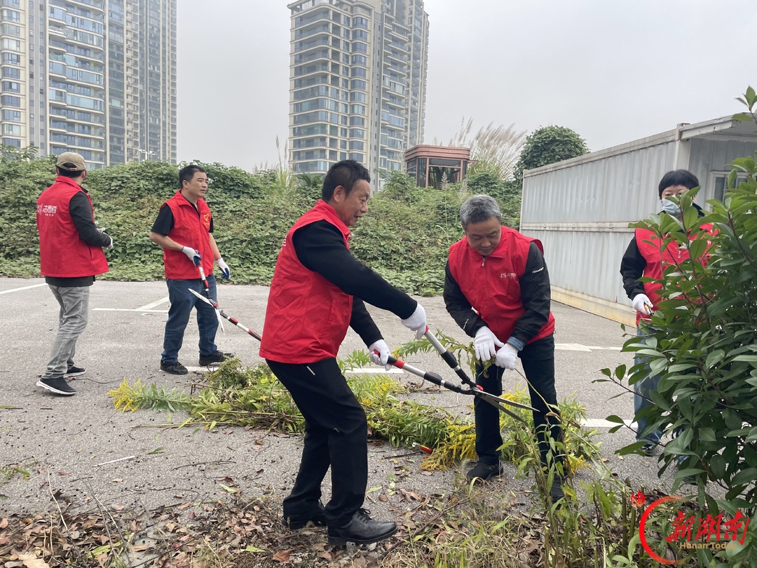党建红守护生态绿！开福区开展“加拿大一枝黄花”专项除治志愿行动